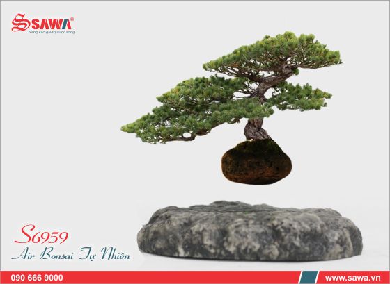 Air bonsai tự nhiên s6959